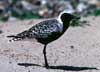 grey plover